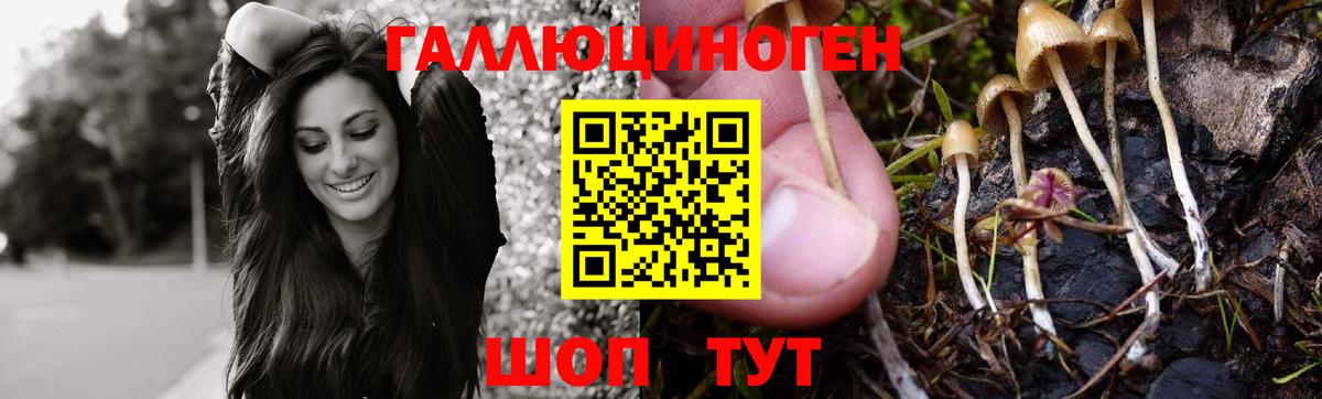 Псилоцибиновые грибы GOLDEN TEACHER  Дагестанские Огни  Галлюциногенные грибы Psilocybine cubensis 